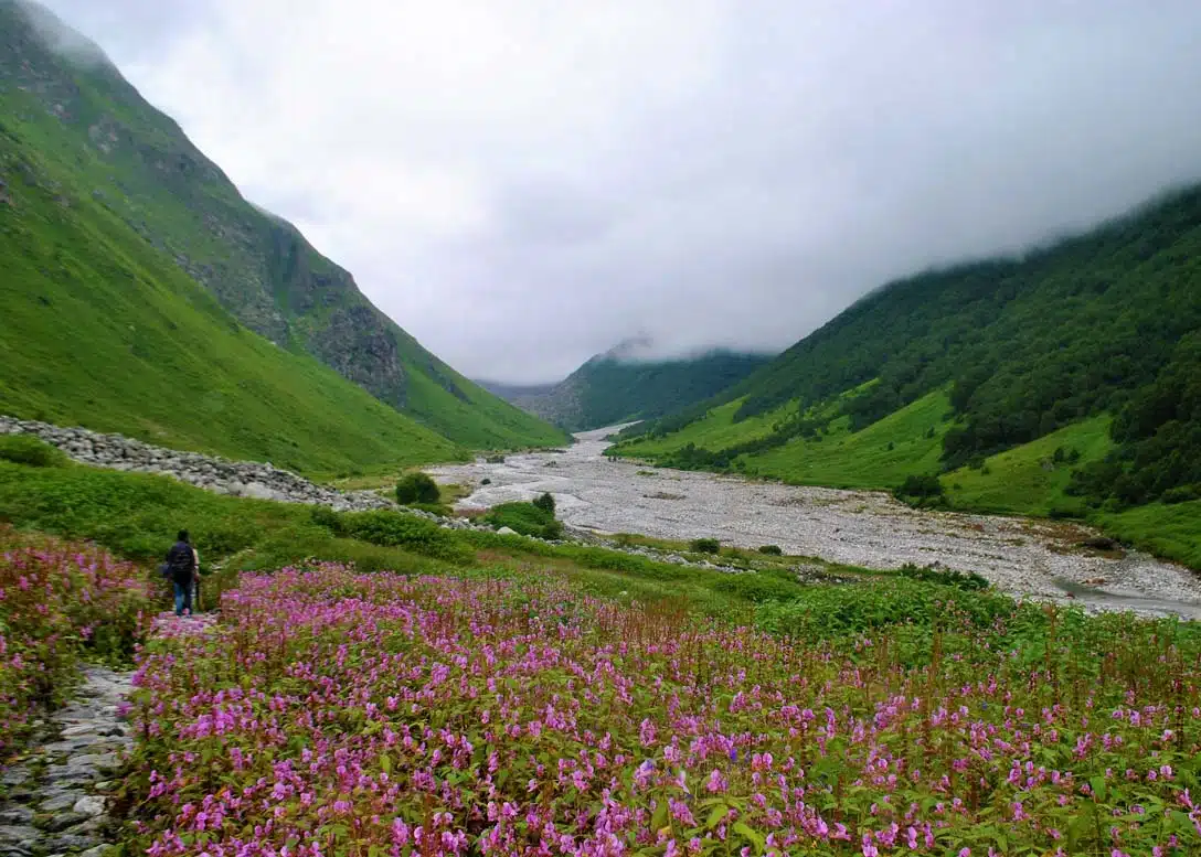 Valley of Flowers National Park